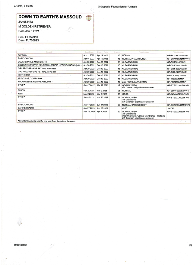 Golden Retriever Mature Male - Photo 5