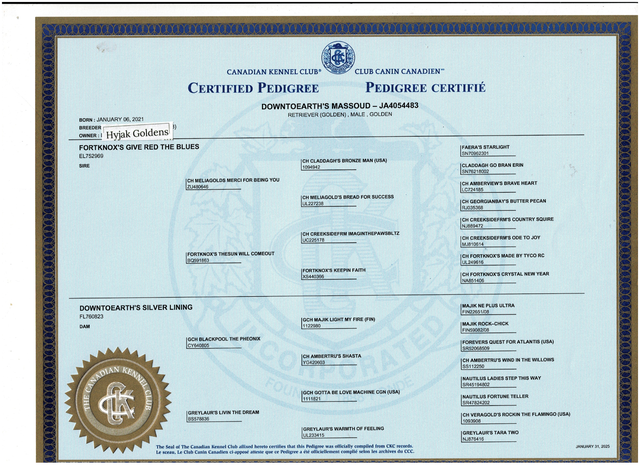 Golden Retriever Mature Male - Photo 6