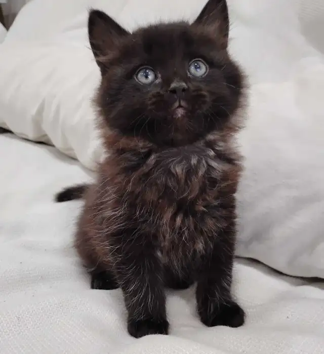 Chaton Sibérien hypoallergénique