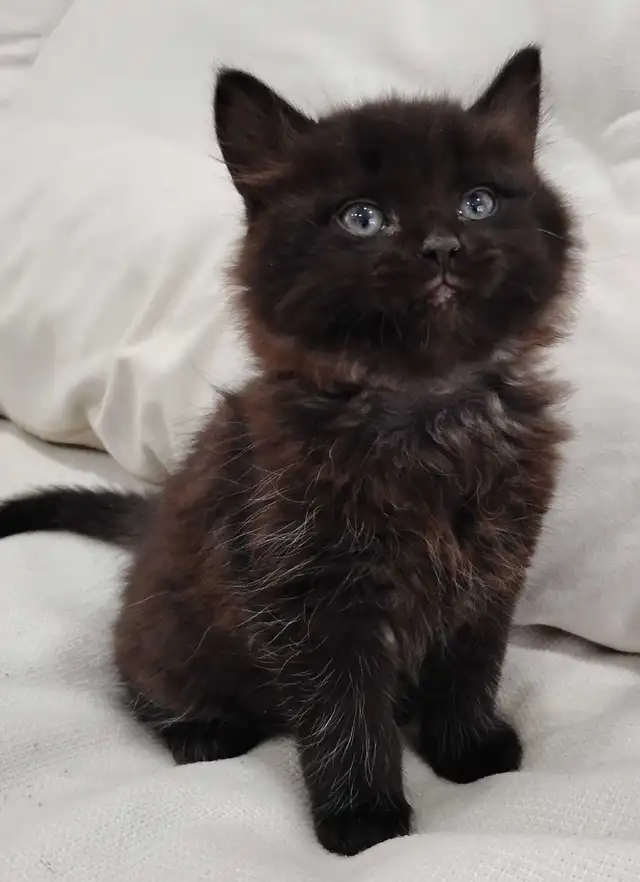 Chaton Sibérien hypoallergénique - Photo 3