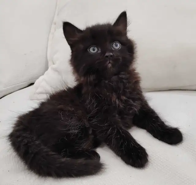 Chaton Sibérien hypoallergénique - Photo 4