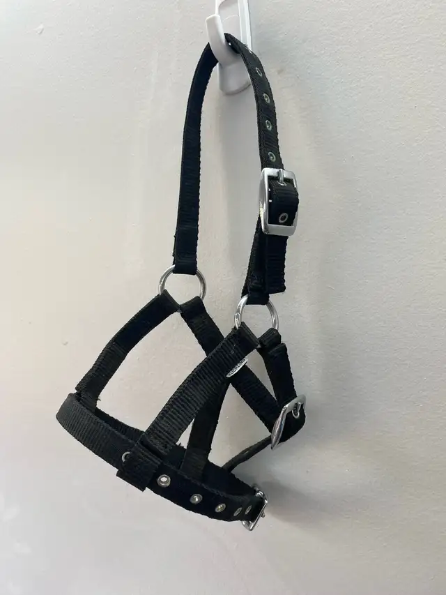 Halters available! - Photo 2
