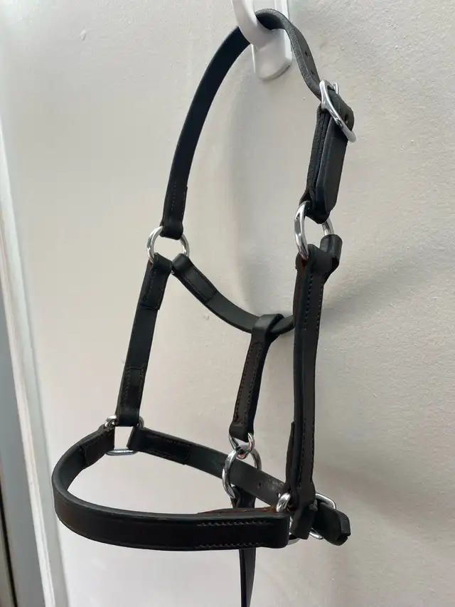 Halters available! - Photo 4
