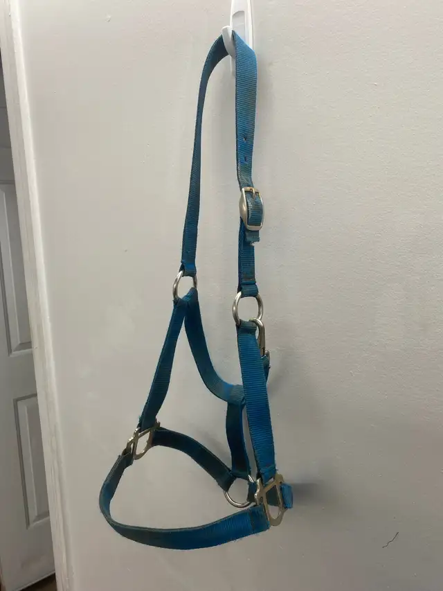 Halters available! - Photo 5