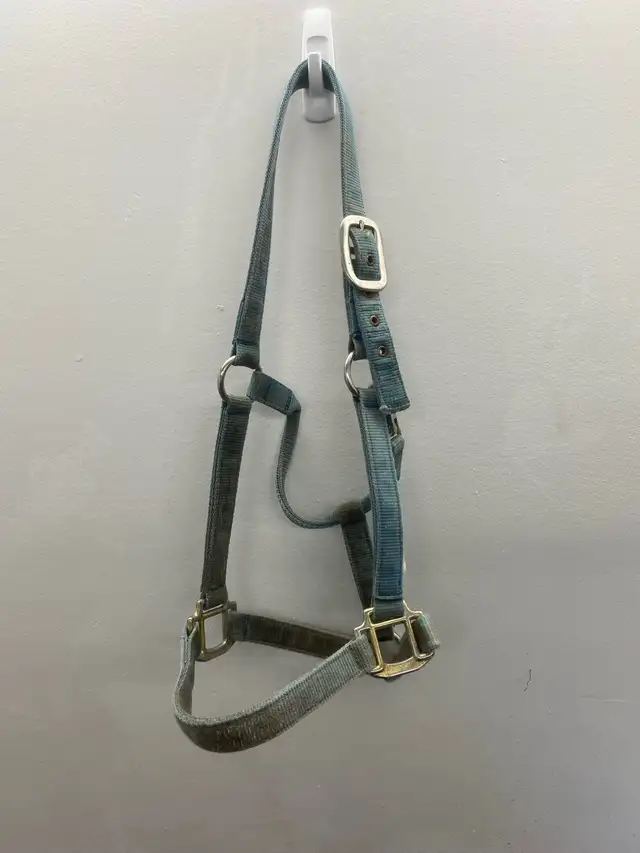 Halters available! - Photo 6