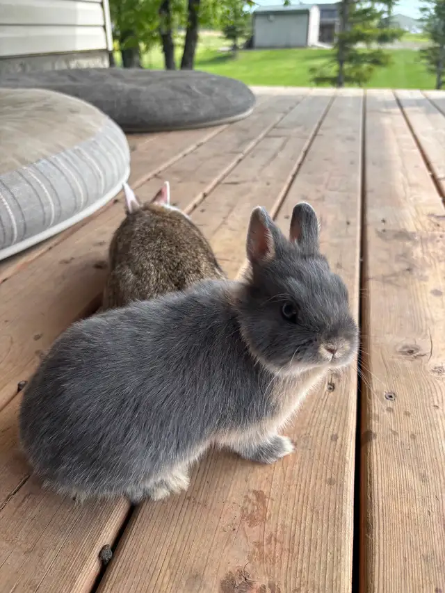 Beautiful Netherland Dwarf Buck