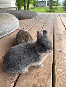 Beautiful Netherland Dwarf Buck