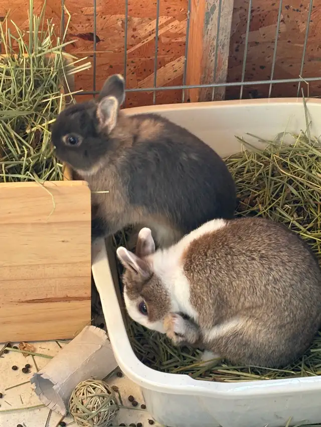 Beautiful Netherland Dwarf Buck - Photo 2