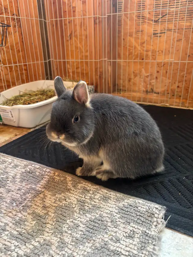 Beautiful Netherland Dwarf Buck - Photo 3
