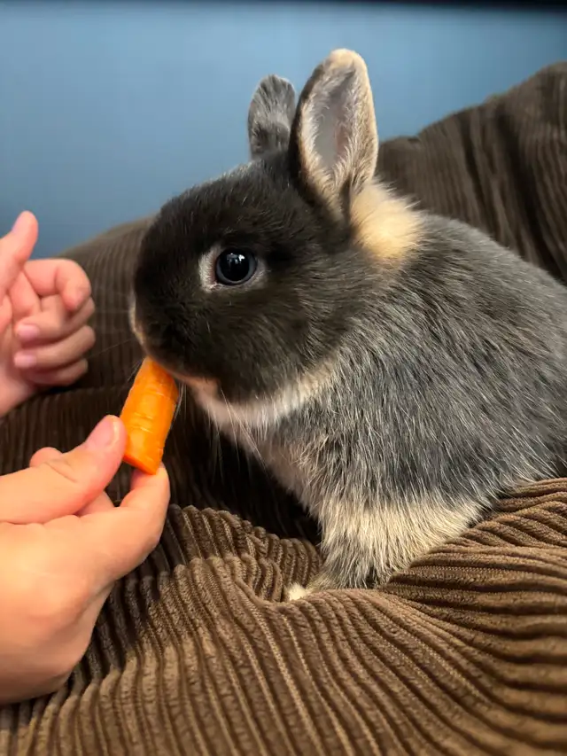 Beautiful Netherland Dwarf Buck - Photo 4