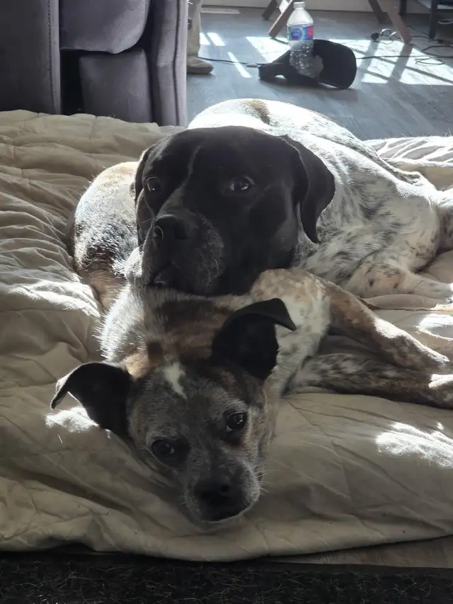 Experienced Dog Sitter | Former Veterinary Technician |