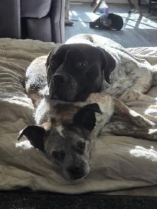 Experienced Dog Sitter | Former Veterinary Technician |