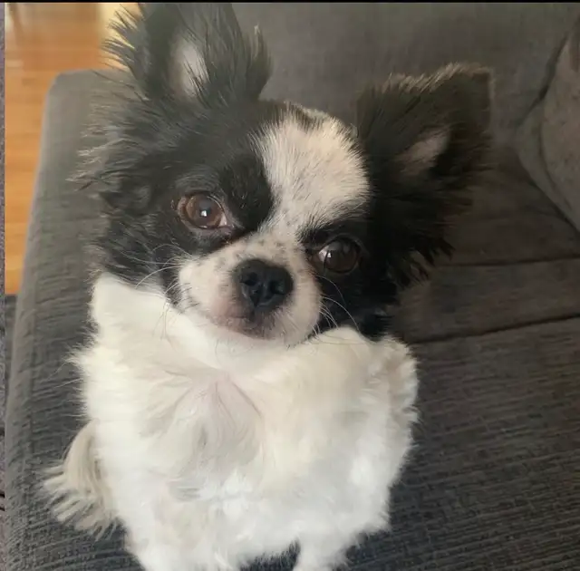 chihuahua male de 9 ans