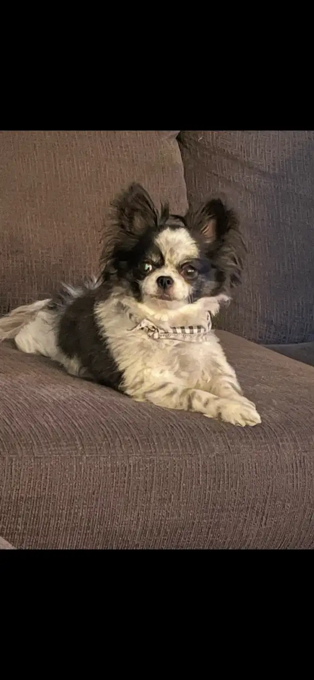 chihuahua male de 9 ans - Photo 2