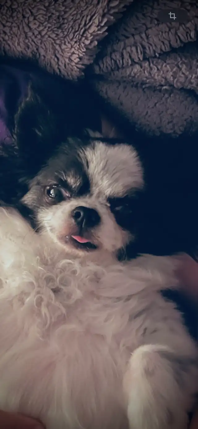 chihuahua male de 9 ans - Photo 3