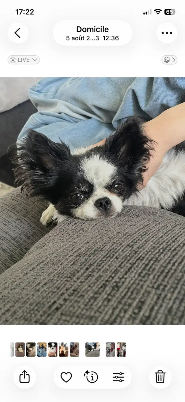 chihuahua male de 9 ans - Photo 4