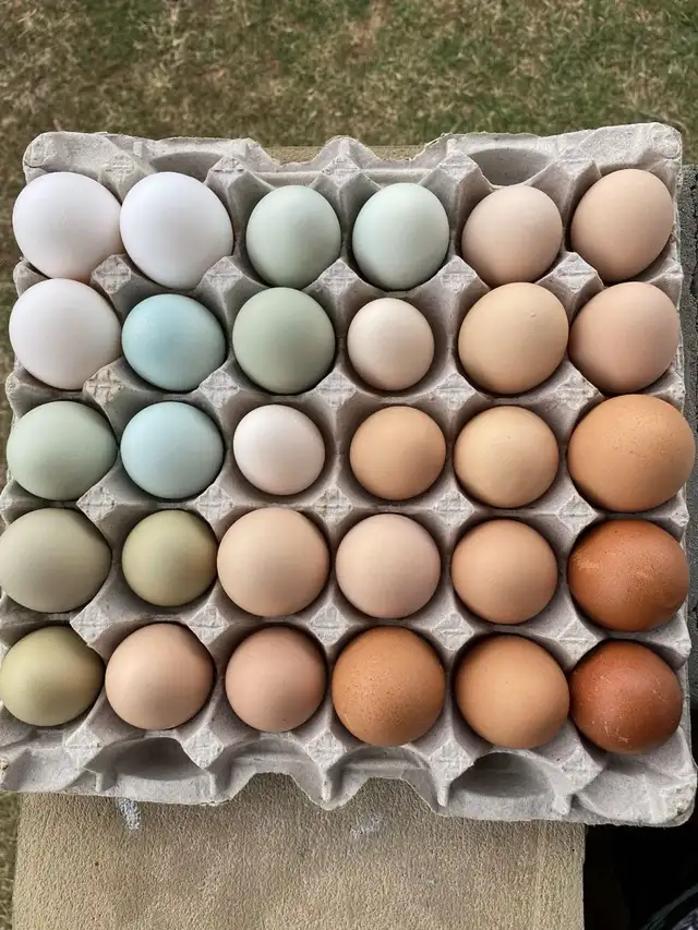 Farm Fresh Free-Range Organic Eggs – $20/Flat