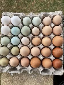 Farm Fresh Free-Range Organic Eggs – $20/Flat