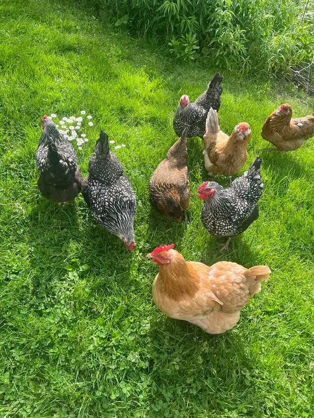 Farm Fresh Free-Range Organic Eggs – $20/Flat - Photo 3