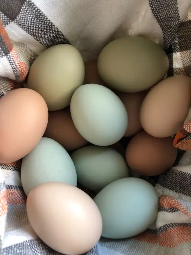 Farm Fresh Free-Range Organic Eggs – $20/Flat - Photo 7