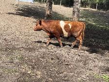 Steer for sale