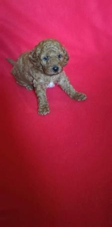 Doodle mix puppy, new born, Scarborough