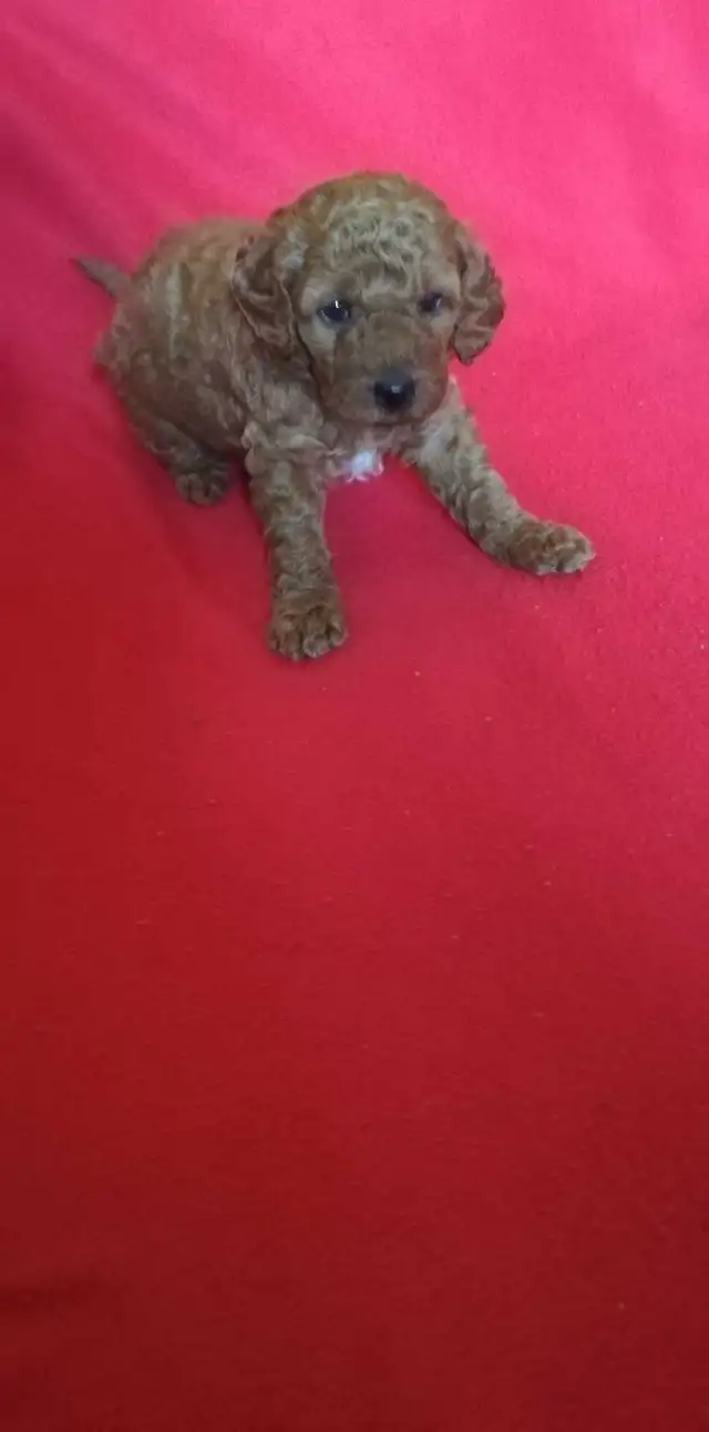 Doodle mix puppy, new born, Scarborough - Photo 2