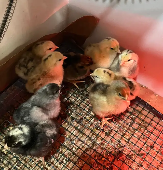 16 chicks
