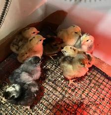 16 chicks