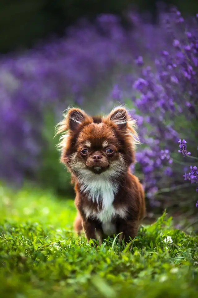 Chihuahua à poil long chocolat,blanc et feu