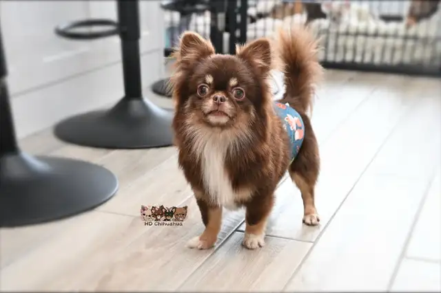 Chihuahua à poil long chocolat,blanc et feu - Photo 2