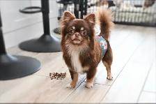 Chihuahua à poil long chocolat,blanc et feu - Photo 2