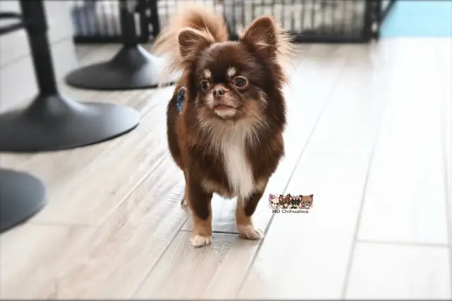 Chihuahua à poil long chocolat,blanc et feu - Photo 3