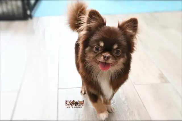 Chihuahua à poil long chocolat,blanc et feu - Photo 4