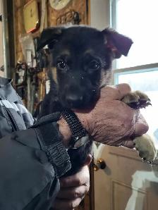 berger allemand chiots