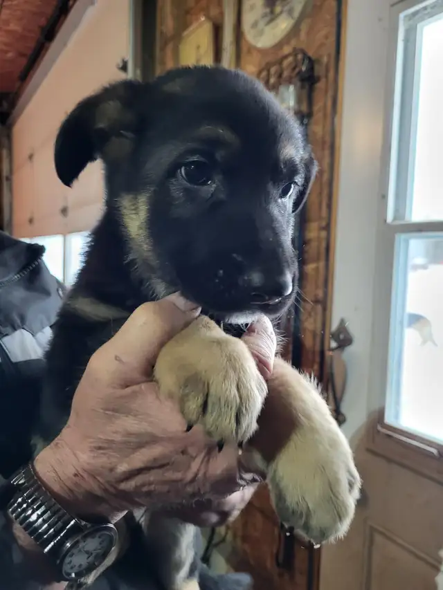 berger allemand chiots - Photo 2