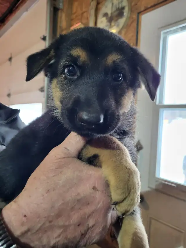 berger allemand chiots - Photo 3