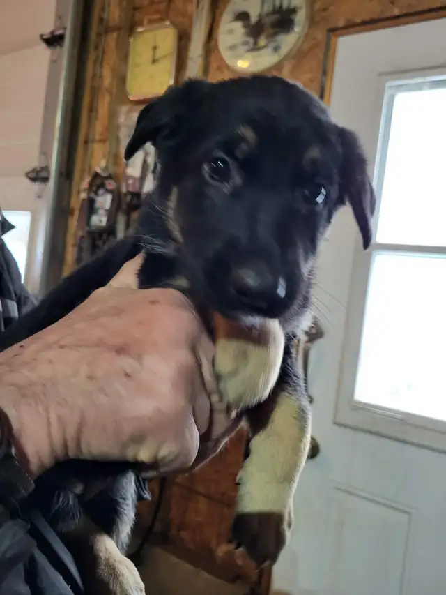 berger allemand chiots - Photo 4