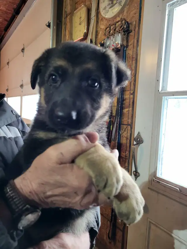 berger allemand chiots - Photo 5