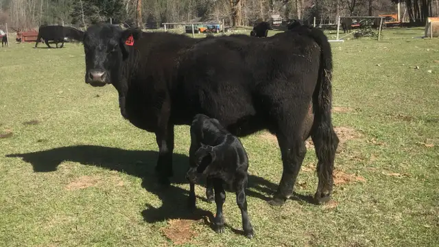 Black Angus Cows