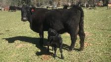 Black Angus Cows