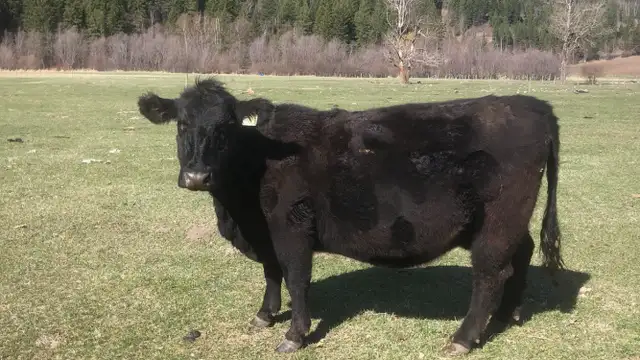 Black Angus Cows - Photo 2