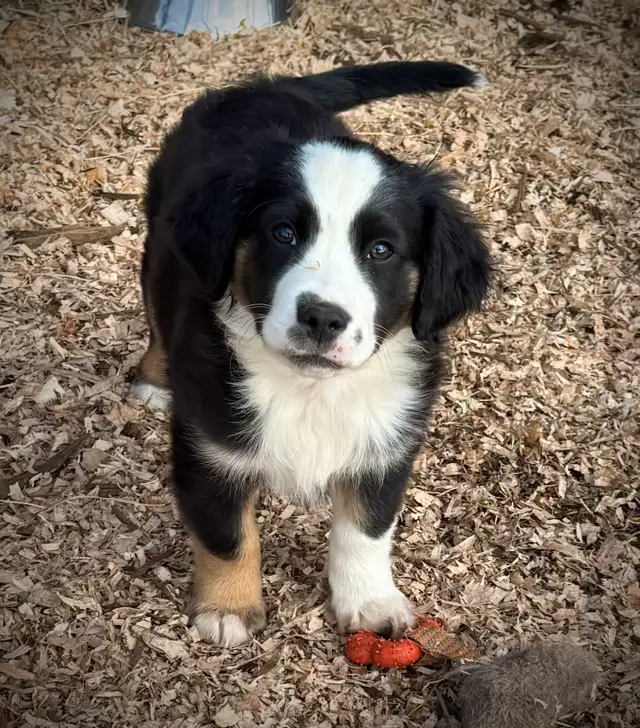 Mini Aussie x Cavalier