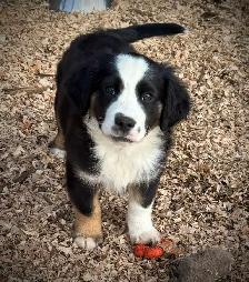 Mini Aussie x Cavalier