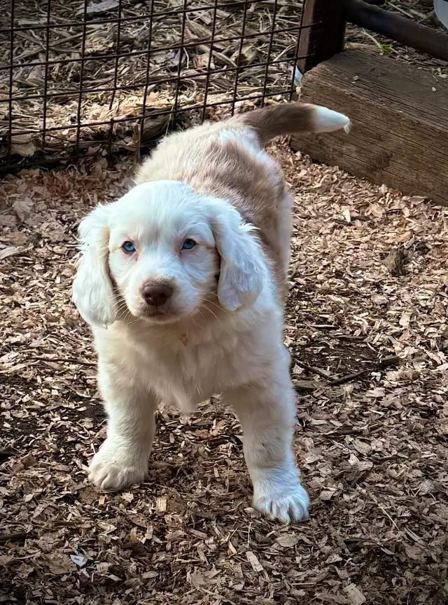 Mini Aussie x Cavalier - Photo 2