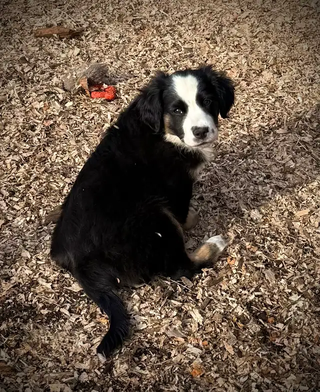 Mini Aussie x Cavalier - Photo 3