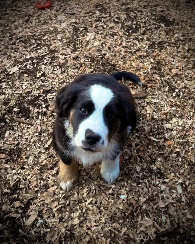 Mini Aussie x Cavalier - Photo 4