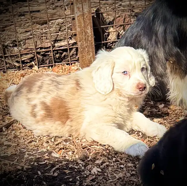 Mini Aussie x Cavalier - Photo 5