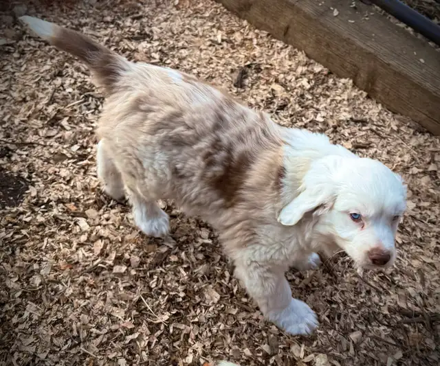 Mini Aussie x Cavalier - Photo 6