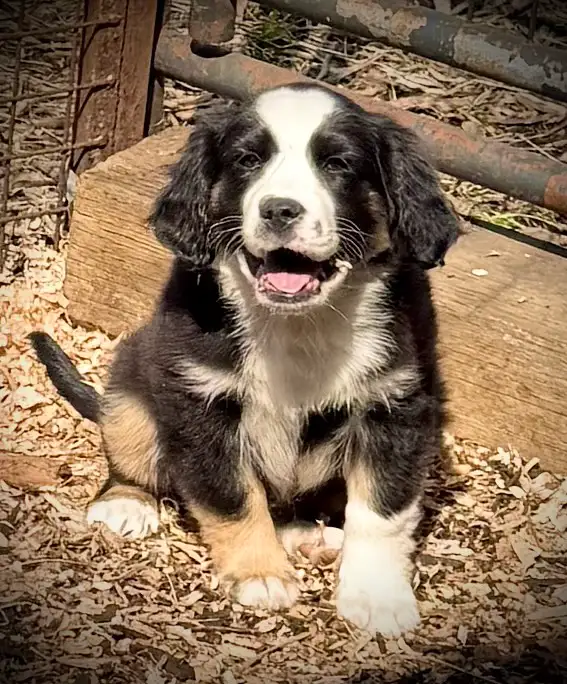 Mini Aussie x Cavalier - Photo 7